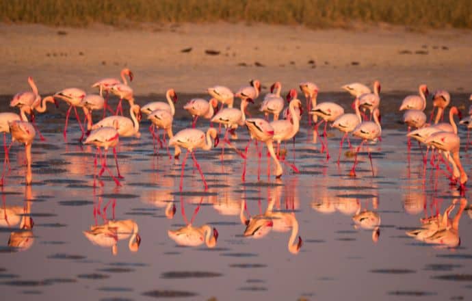 Flamingos in Makgadikgadi Pans, Botswana, Africa