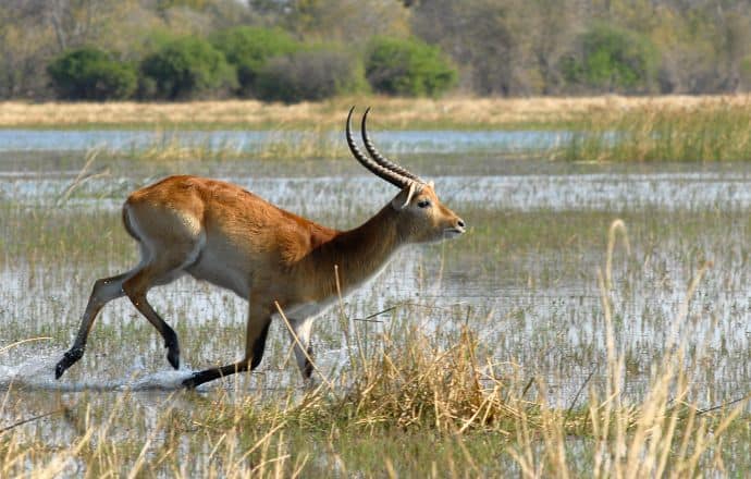 Lechwe in Moremi Wildlife Reserve Botswana, Africa