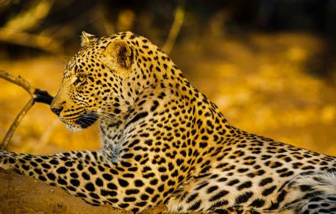 Leopardo en Mashatu Game Reserve Botswana
