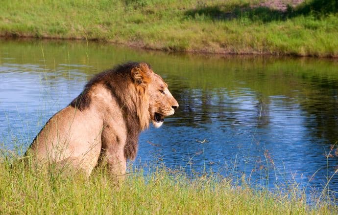 Lion regardant de l'autre côté de la rivière Chobe dans le parc national de Chobe, au Botswana