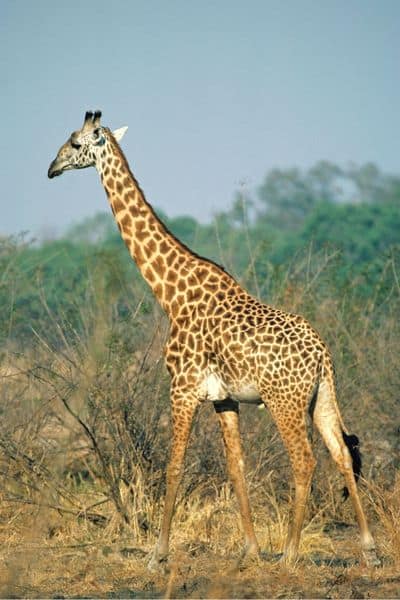 Thornicraft's giraffe - safari holidays in africa