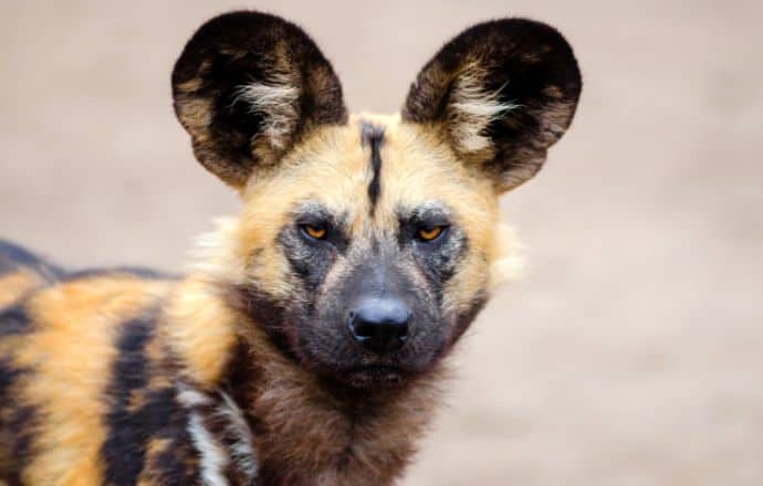 African Wild Dog - southern African countries