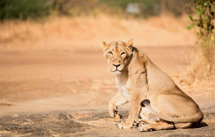 Best Park in India for Lions - Gir National Park