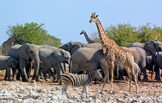 Botswana animals at watering hole in Etosha National Park