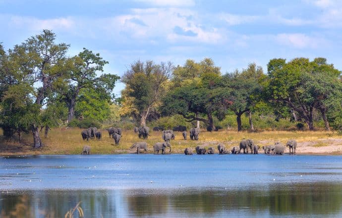 Éléphants dans le parc national de Bwabwata, Namibie, pays d'Afrique australe