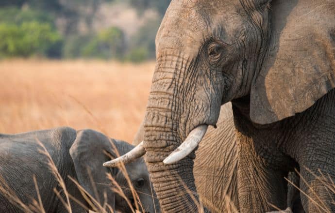 Elephants in Kafue National Park, Zambia - countries in south Africa