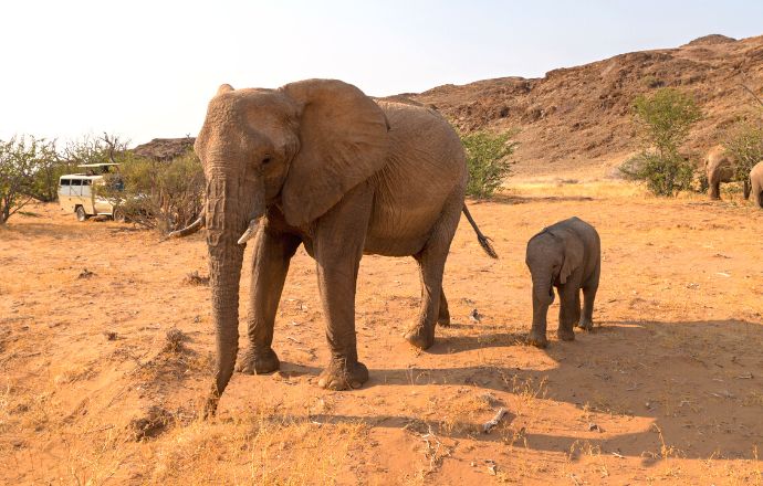 Meilleurs pays pour les safaris en Afrique - Éléphants en Namibie 