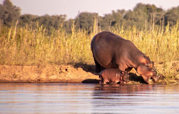 Hippopotames dans le parc national du Bas Zambèze, Zambie - pays d'Afrique australe