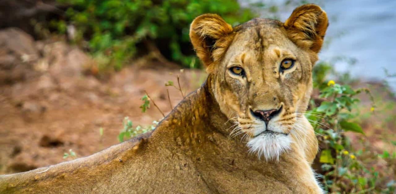 The 7 Best Safari Parks & Game Reserves in Kenya
