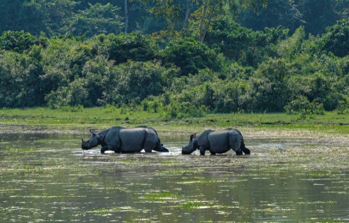 One Horned Rhinos in Kaziranga National Park India