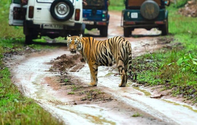 Tiger Safari in India