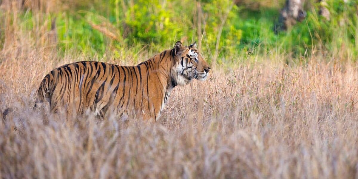 Tiger at Bandhavgarh National Park India Safari
