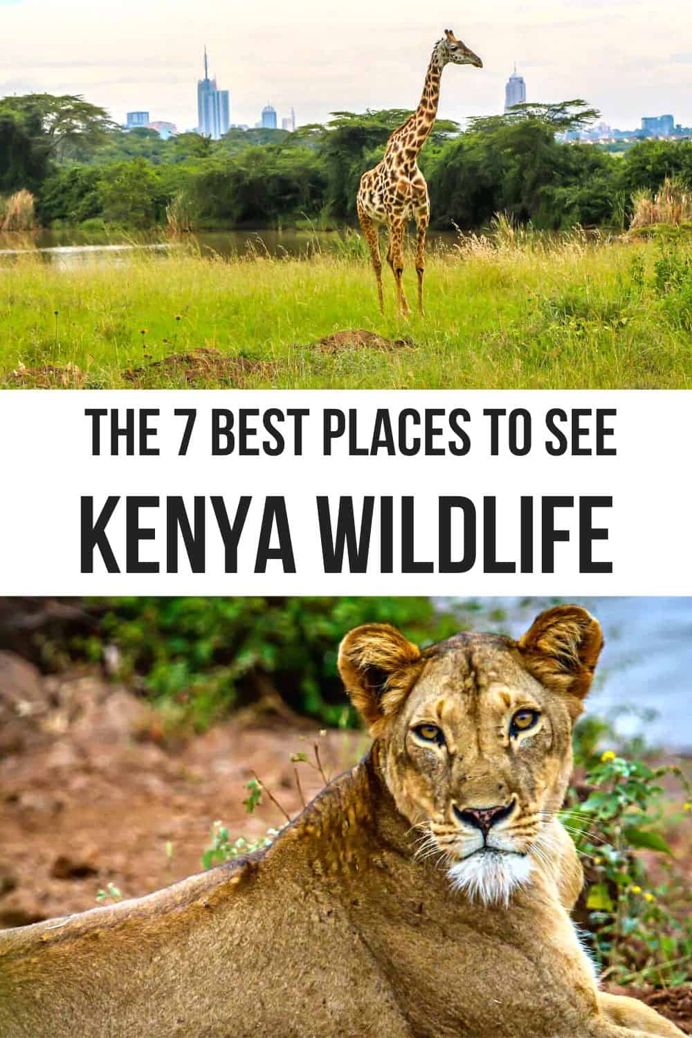 The 7 Best Safari Parks and Game Reserves in Kenya from Amboseli and the Maasai Mara to Ol Pejeto and Tsavo. | kenya national parks | game reserves in kenya | parks in kenya | national reserve in kenya | kenya safari parks | safari parks in kenya | kenya national reserves | kenya parks | national park in kenya | national reserves in kenya | game parks in kenya | kenya game parks | national parks of kenya