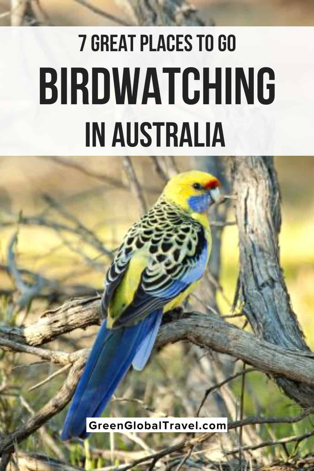 7 grands endroits pour observer les oiseaux en Australie, y compris le nord du Queensland, le parc national de Kakadu, le parc national de Mungo, la Tasmanie et plus encore !