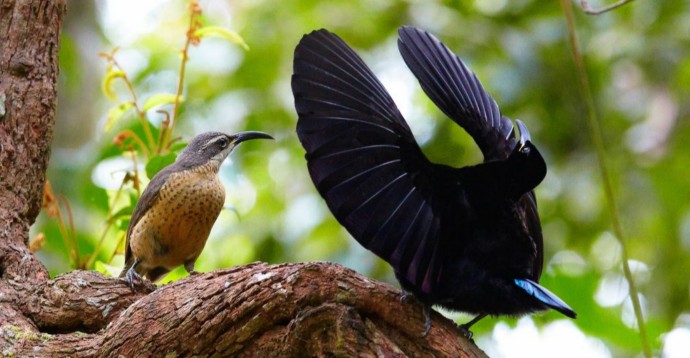 Birdwatching in Far North Queensland