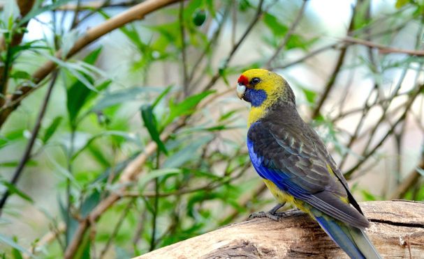 Observation des oiseaux dans le parc national de Tasmanie Mt Field