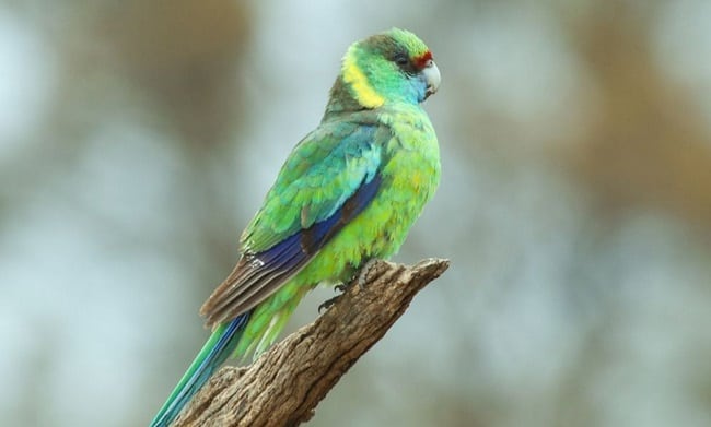 Observation des oiseaux dans le parc national de Mungo