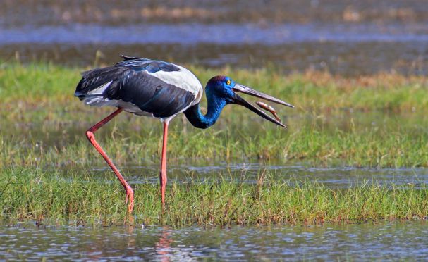 Black-Necked Stork (Jabiru)