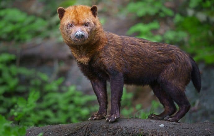 Native animals in Panama - Bush Dog