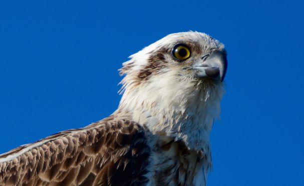 Observation des oiseaux sur la péninsule d'Eyre