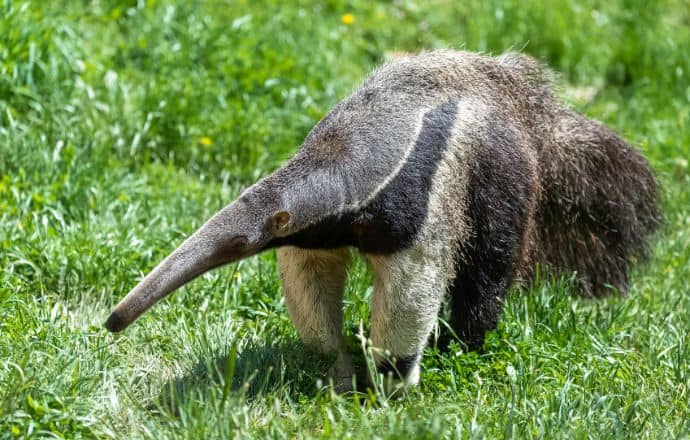 Animals in Panama jungle - Giant Anteater