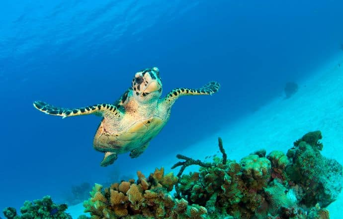 Hawksbill Turtle in Grand Cayman, Cayman Islands