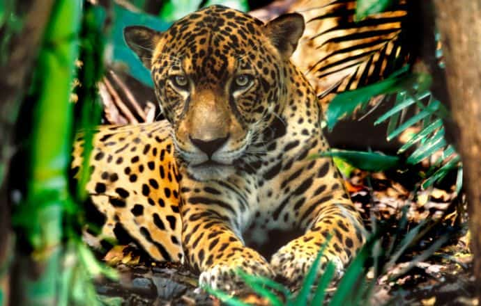 World heritage sites in Brazil - Jaguars in Panama