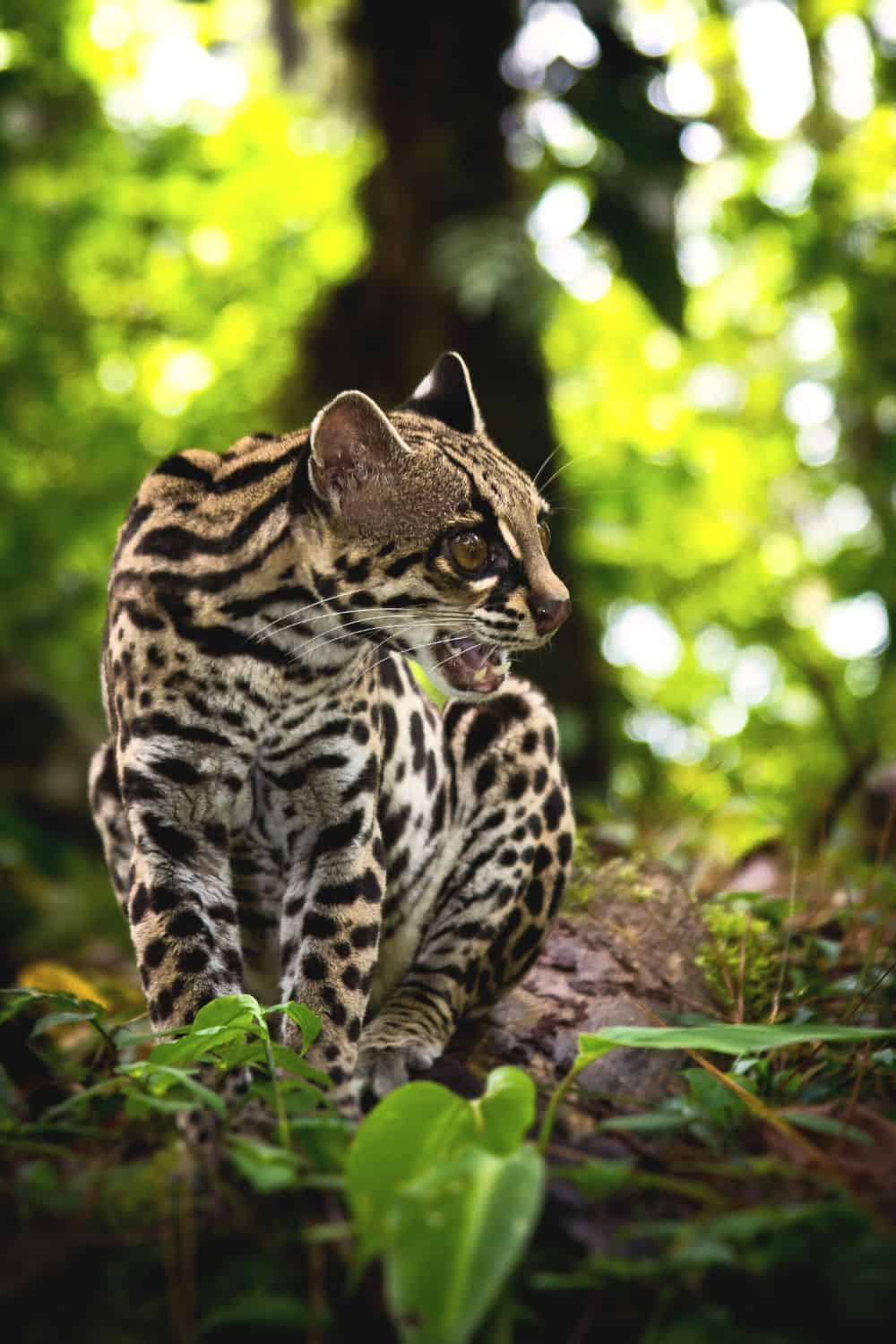 MARGAY-.jpg