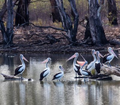 Observation des oiseaux de la rivière Murray