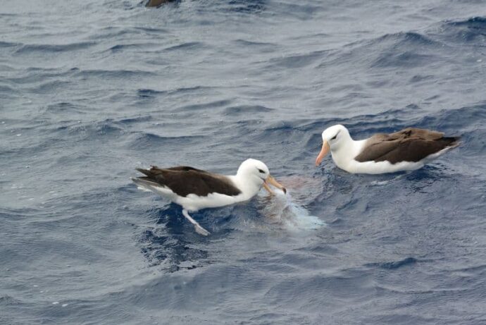 Birdwatching in Bremer Bay