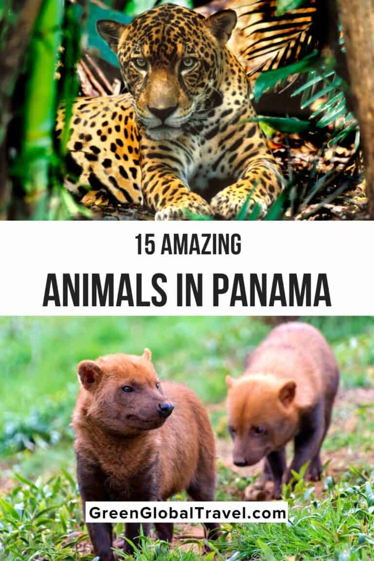 15 Amazing Animals In Panama You Can See On Vacation