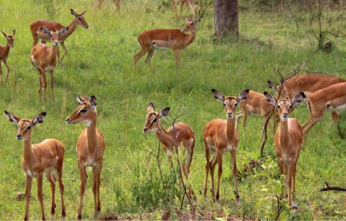 Impala at Lake Mburo National Park Uganda 