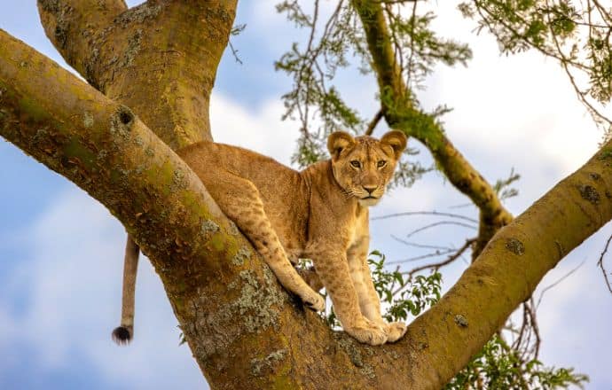 Queen Elizabeth National Park Uganda