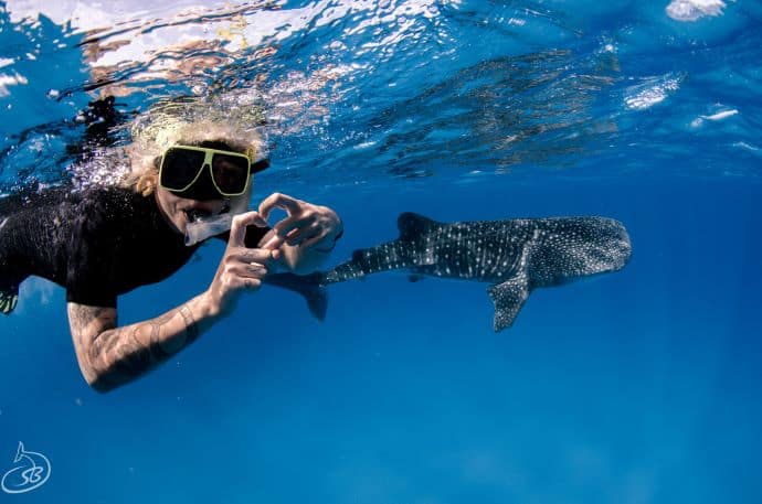 Wild Animal Encounters - swimming with Whale sharks