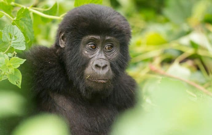 Tourist attractions in Uganda - Bwindi Impenetrable Forest National Park