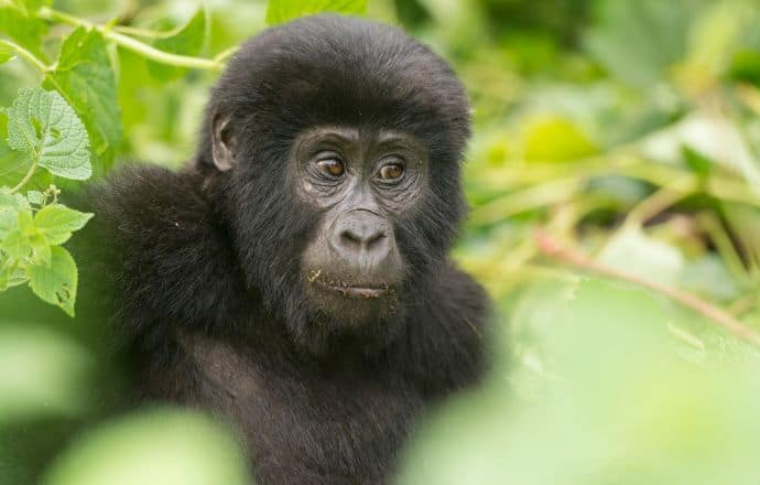 UNESCO World Heritage sites in Africa - Bwindi Impenetrable Forest National Park (Uganda)