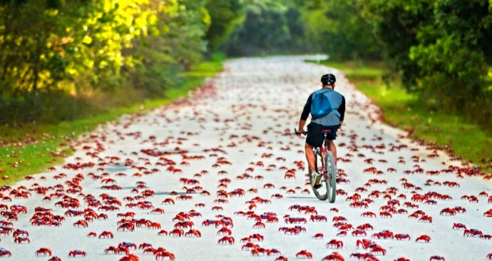 Amazing Animal Encounters - Red Crabs on Christmas Island Australia
