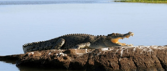 Animal Experiences -Australian Saltwater Crocodile