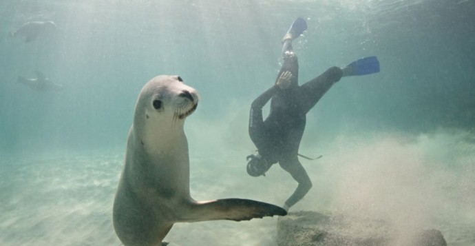 Animals found in Australia -Sealions