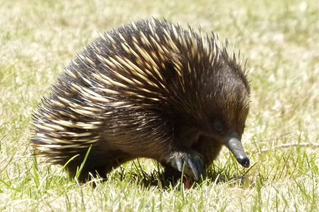 Australian Wildlife - Short-beaked Echidna