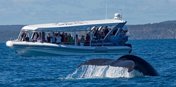 Big Animal Encounters - Humpback Whales 