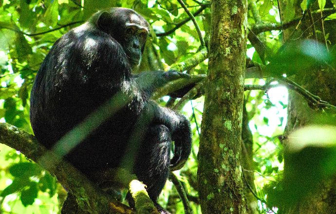Chimpanzee in Kibale National Park Uganda 