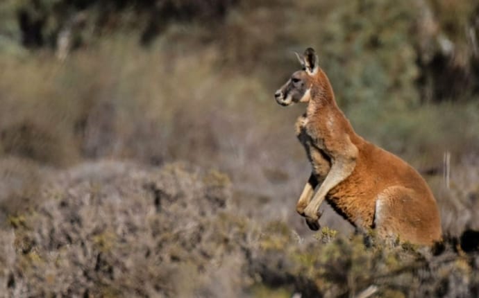 Native Animals in Australia - Red Kangaroo