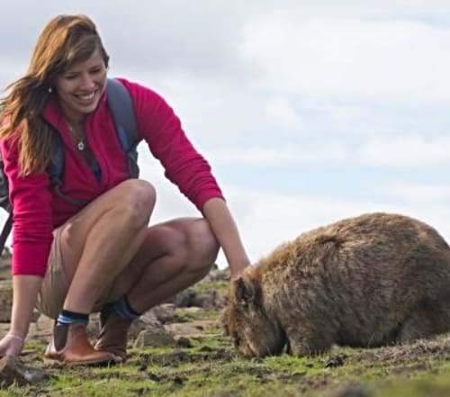 Small Australian Marsupial - Wombat