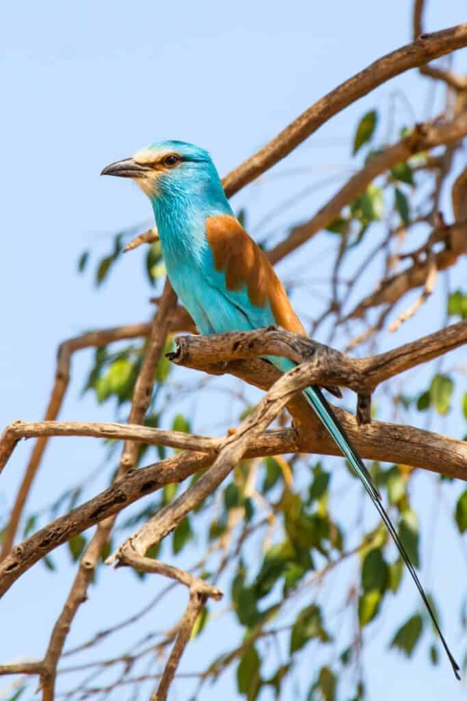 Uganda Things to do - Abyssinian roller bird Uganda