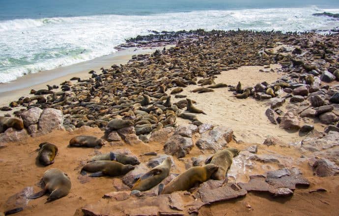 Cape Cross Seal Reserve Namibia