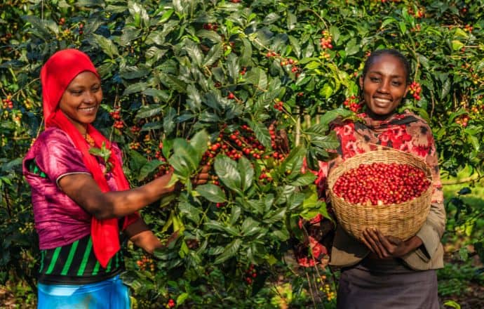 Coffee Farm in Africa