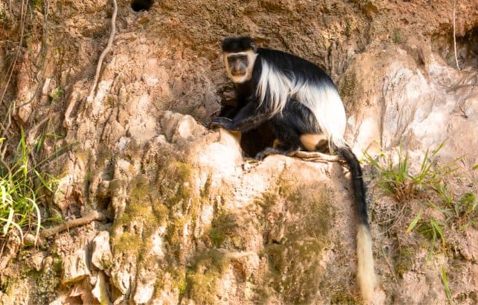 Things to do in Entebbe - see Colobus monkeys at the Entebbe Botanical Gardens Uganda