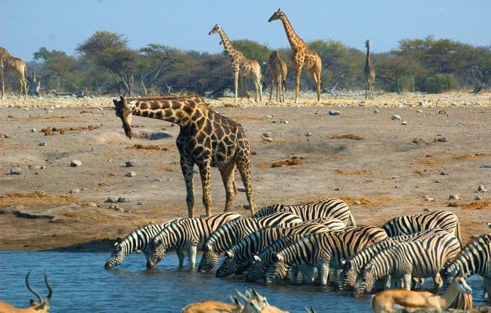 Etosha National Park Namibia