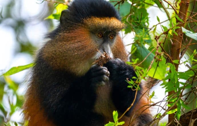 Best places to visit in Uganda - Golden Monkey in Mgahinga Gorilla National Park